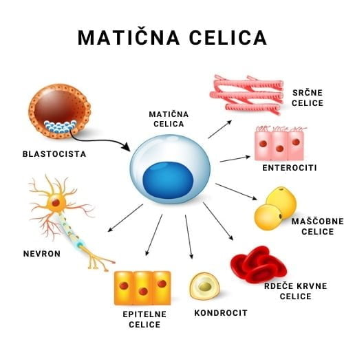 maticna celica 1